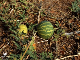 26-11-2014 روضة الخفس الجهة الشمالية (5) copy.jpg